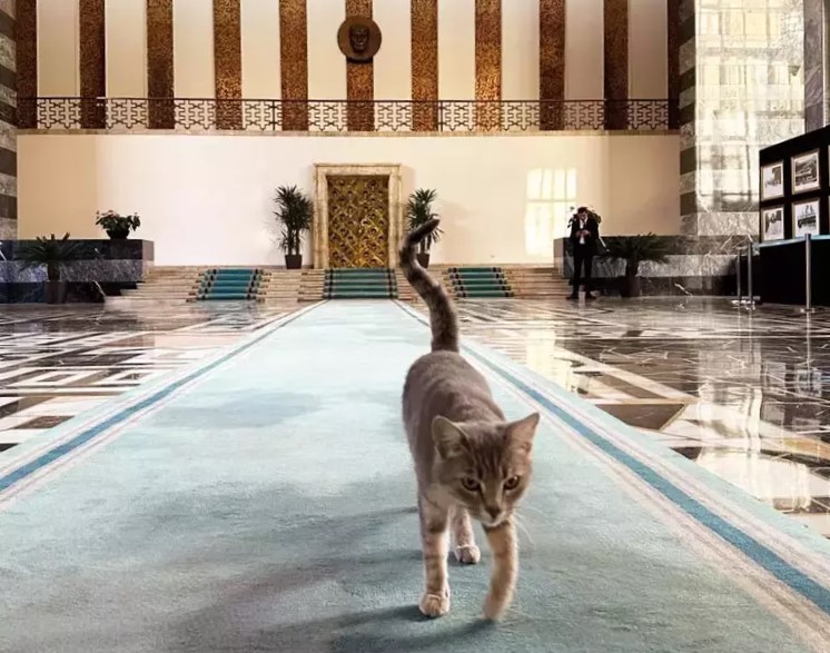 One of the parliamentary cats, Grand National Assembly of Türkiye, Ankara, Türkiye, Jan. 14, 2025. (Photo via Hurriyet)