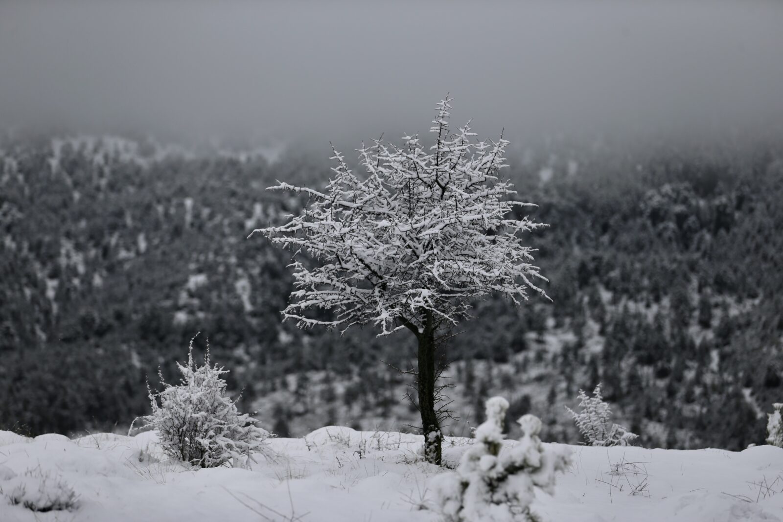 Heavy snow affects Antalya’s center and coastal districts, while snow covers the highlands of Seydikemer, Antalya, Türkiye, Dec. 25, 2024. (AA Photo)