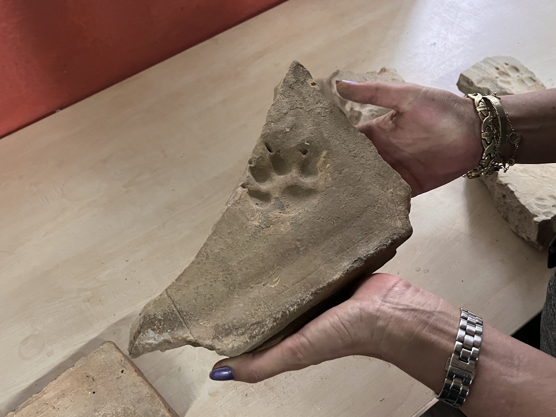 Türkiye's ancient Herakleia’s hidden love for animals revealed through paw prints, artifacts