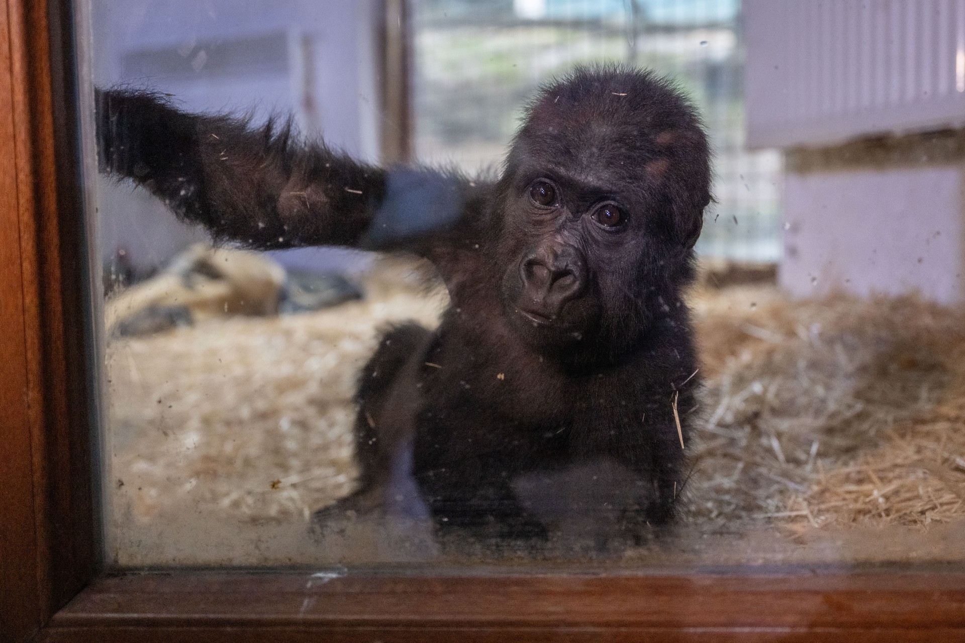 Baby gorilla rescued at Istanbul Airport named 'Zeytin' in heartwarming story