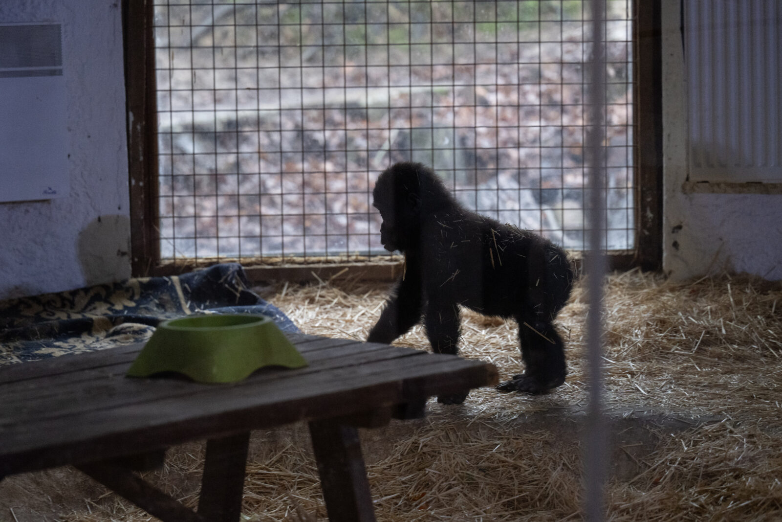 The endangered baby gorilla, found by Turkish Ministry of Trade Customs Enforcement teams at Istanbul Airport, is named 
