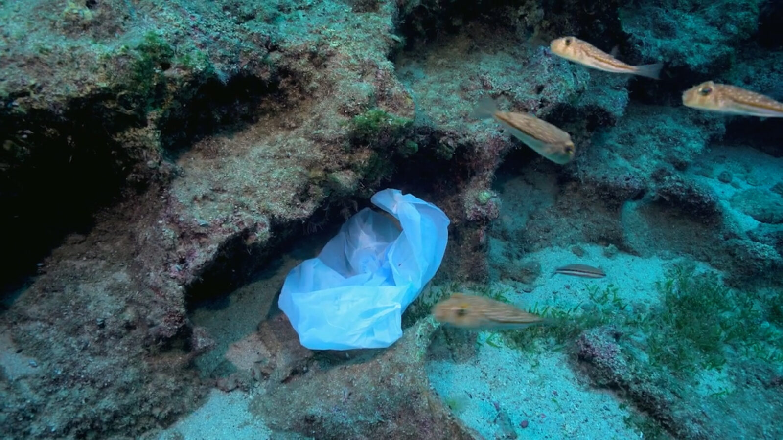 Fish seen swimming around litter, Türkiye, Jan. 18, 2025. (AA Photo)