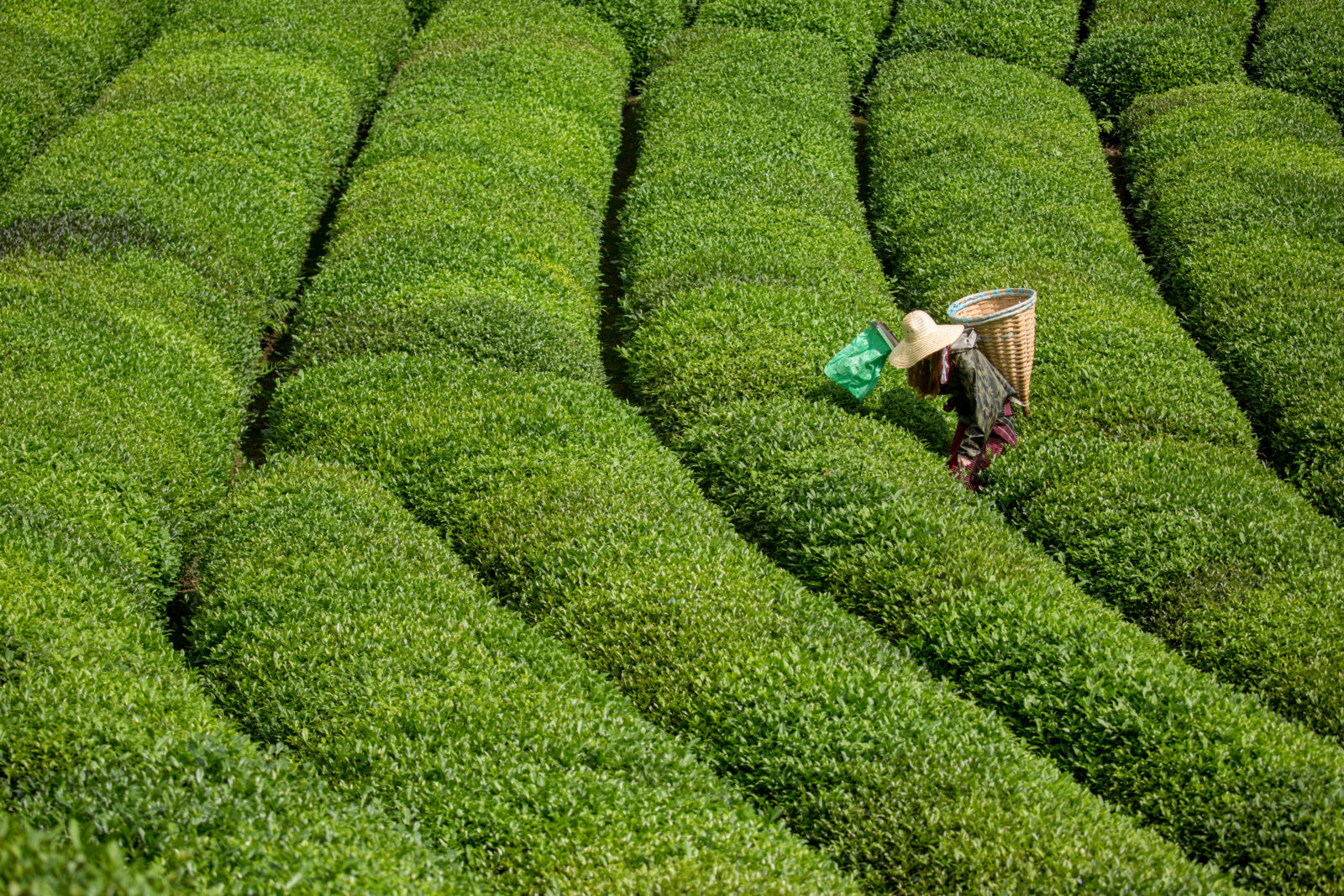 Young tea picker working in the lush tea gardens of Rize, Türkiye, in the Eastern Black Sea region. (Adobe Stock Photo)