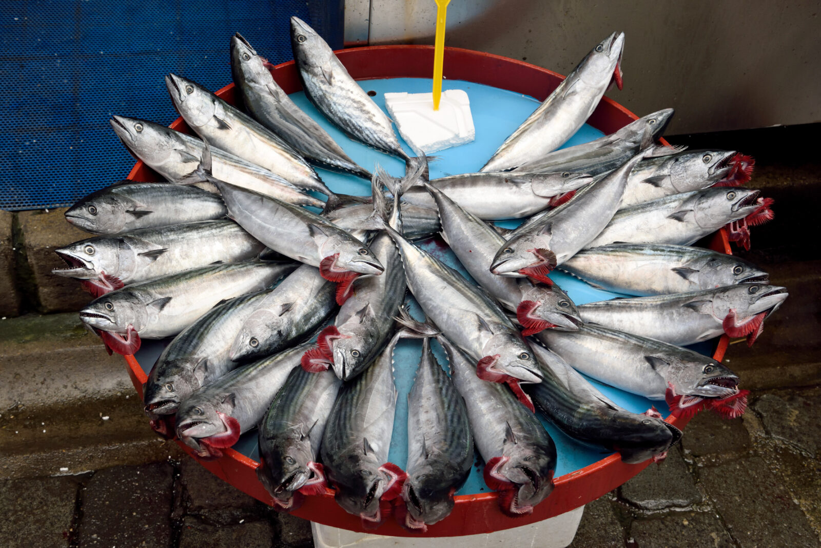 Market stall with Atlantic bonito (sarda sarda) fish in Türkiye. (Adobe Stock Photo)
