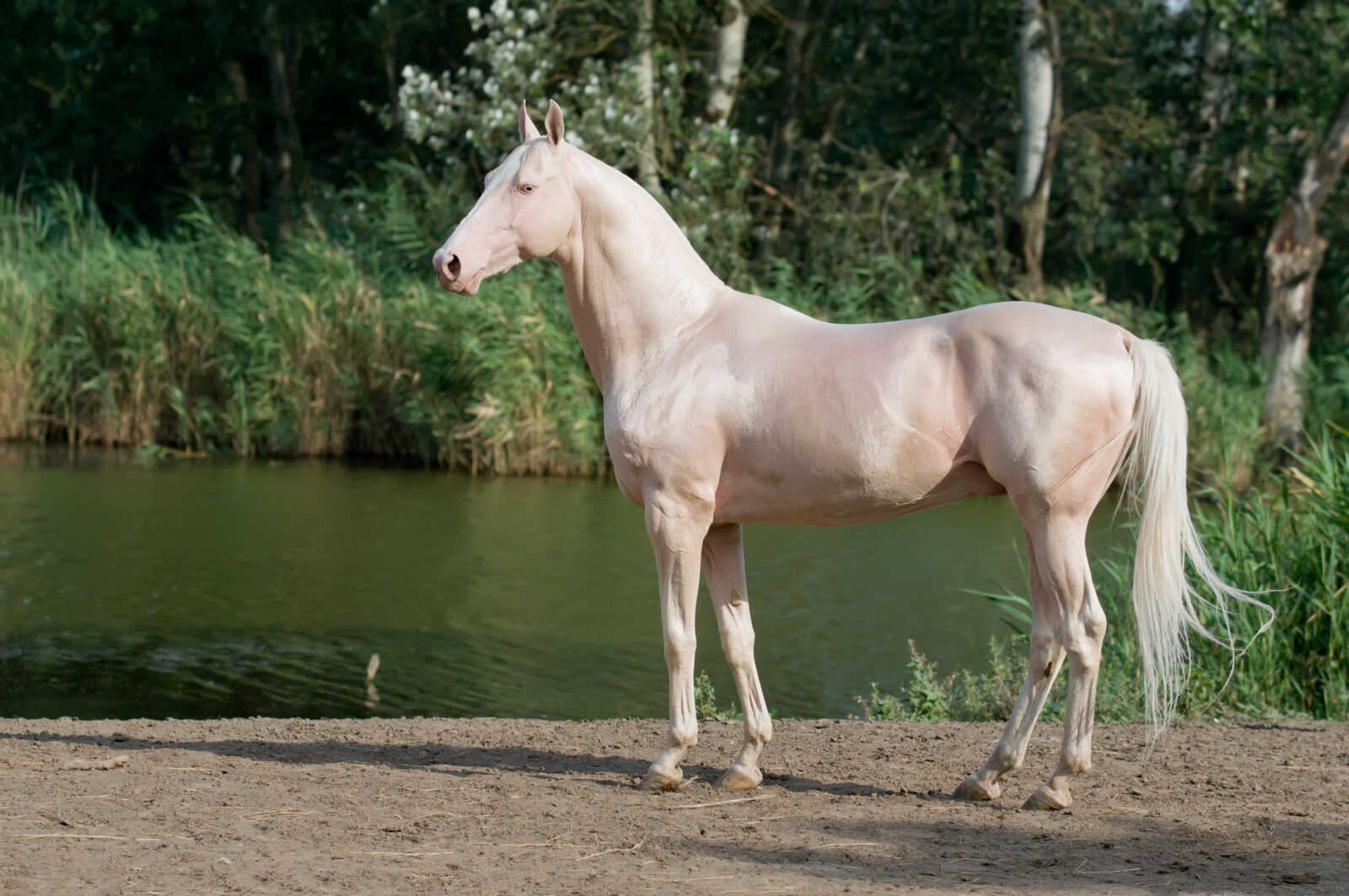 Cremello Akhal-Teke stallion in a stunning summer portrait. (Adobe Stock Photo)
