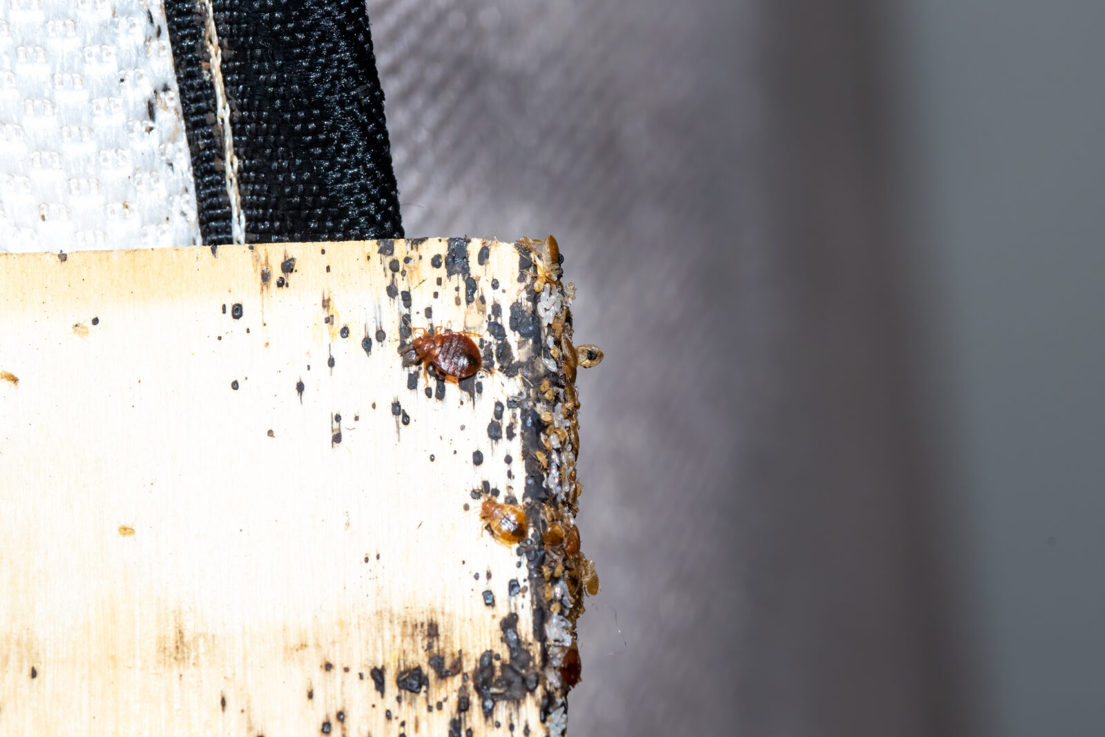 Industry challenges meet customer complaints: Turkish Airlines faces allegations of bedbug infestations but defends its rigorous protocols, Jan. 7, 2024. (Adobe Stock Photo)
