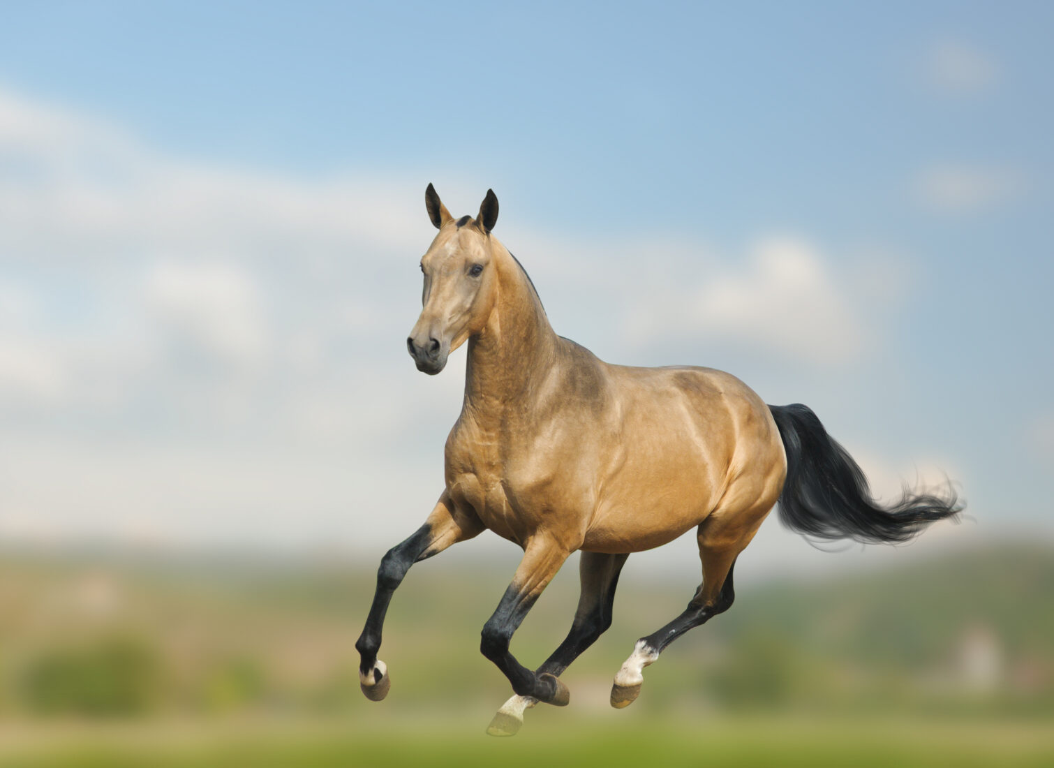 A magnificent Akhal-Teke stallion galloping wild and free, showcasing its strength and beauty. (Adobe Stock Photo)
