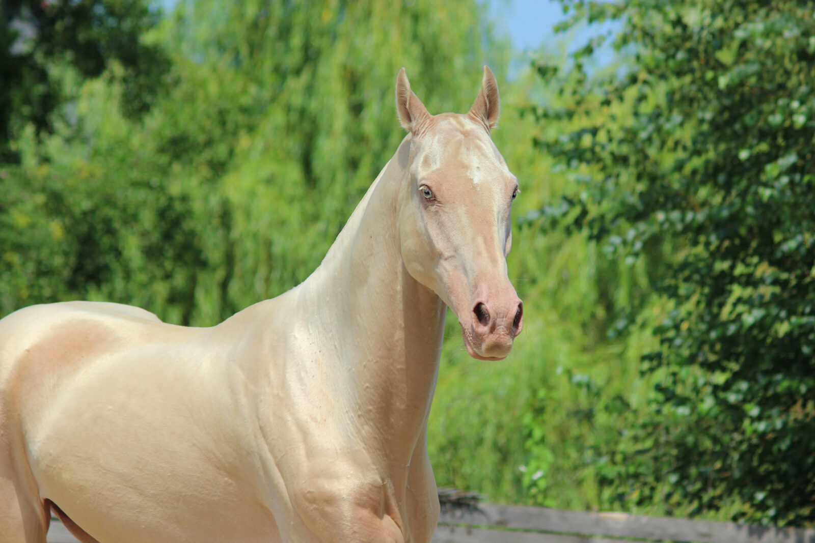 Akhal-Teke, renowned as the most beautiful horse in the world, with its sleek, metallic coat and elegant stance. (Adobe Stock Photo)