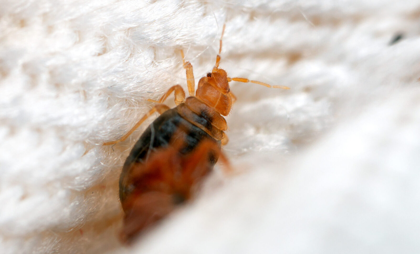 Three passengers raise bedbug concerns to the New York Times, but Turkish Airlines defends its rigorous protocols and celebrated global reputation, Jan. 7, 2024. (Adobe Stock Photo)