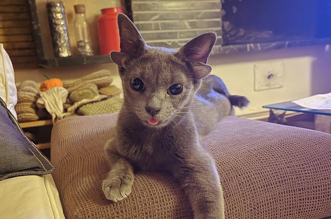 A cat named Midas, born with four ears due to a genetic mutation in Ankara, stands out with its heart-shaped white fur on its body. (Photo via Instagram/midas_x24)