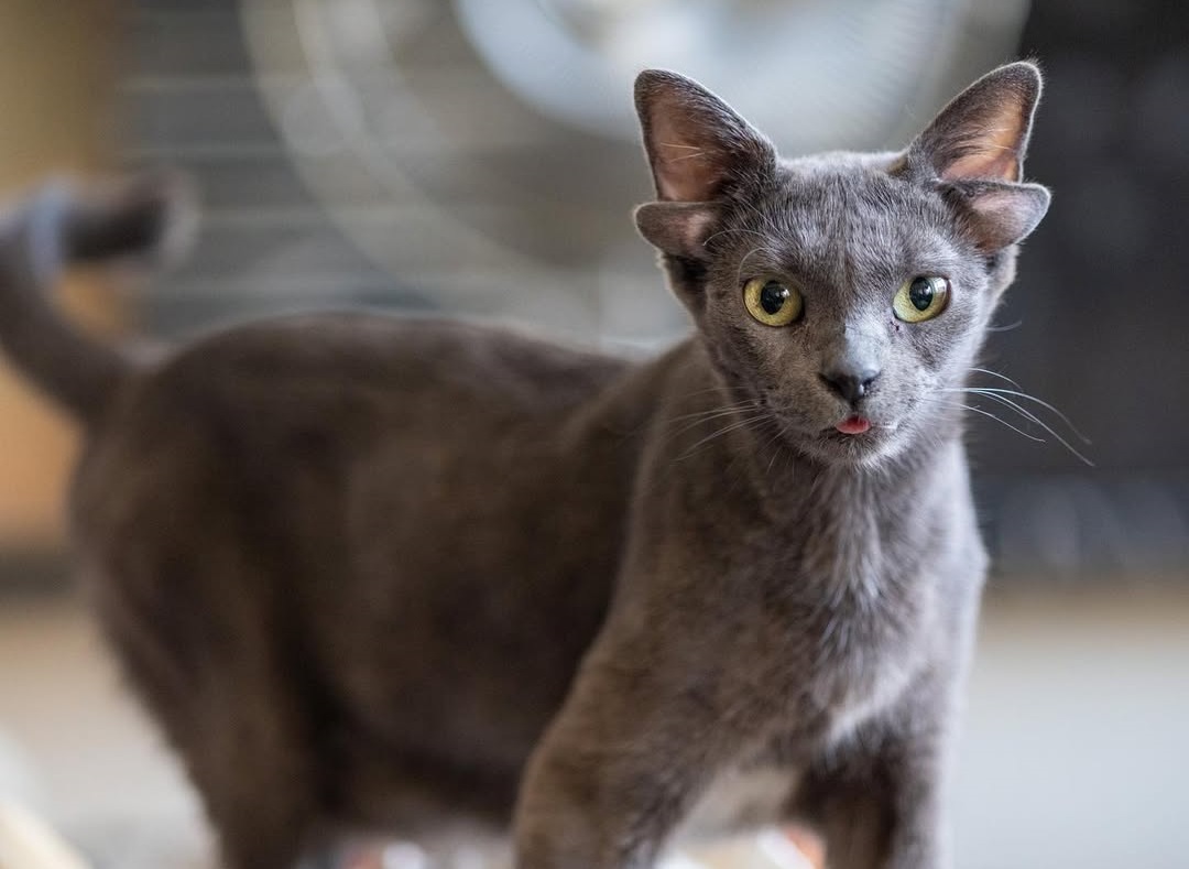 4-eared cat Midas becomes Türkiye's social media sensation