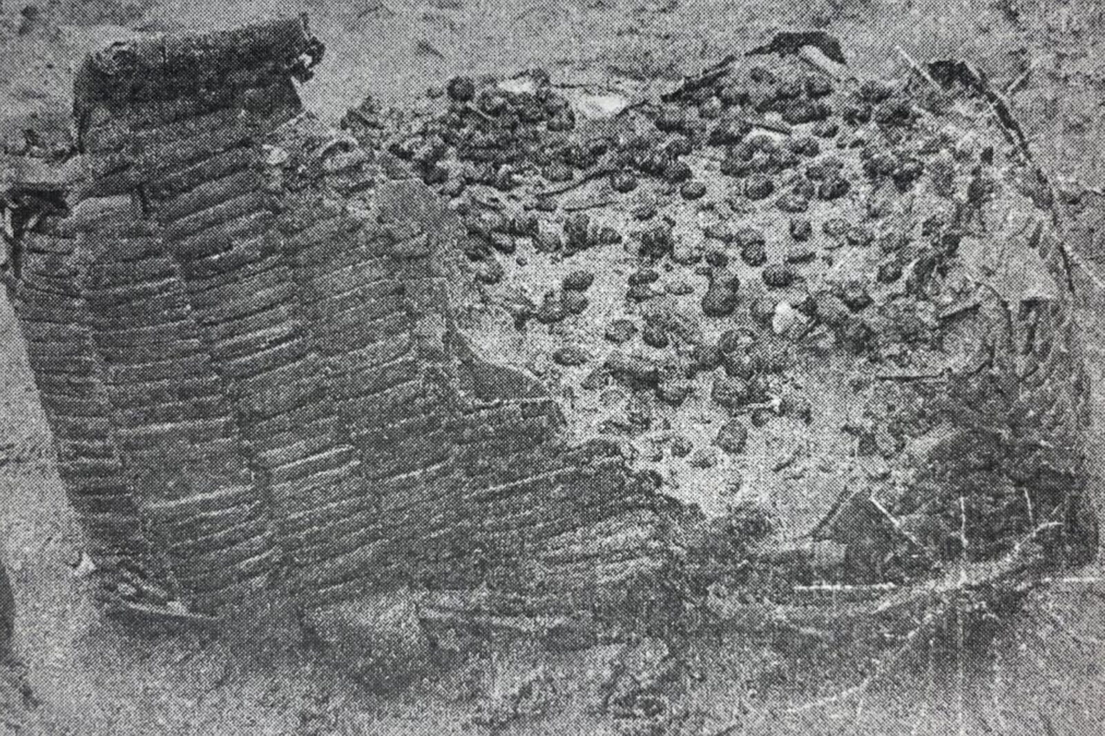 Cherry seeds found in a cherry basket inside one of the ships uncovered in the archaeological excavations at Yenikapi, Istanbul, Türkiye. (Photo via Urban Archaeology and Istanbul book)