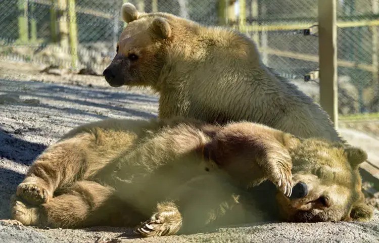 Mild winter in Antalya keeps bears awake and tourists on beaches