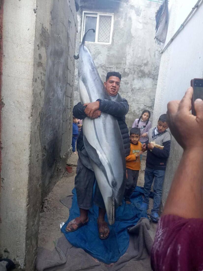 Palestinian fisherman in Gaza struggles to carry a dolphin caught in January 2025 amid the region's ongoing hunger crisis. (Photo via X)