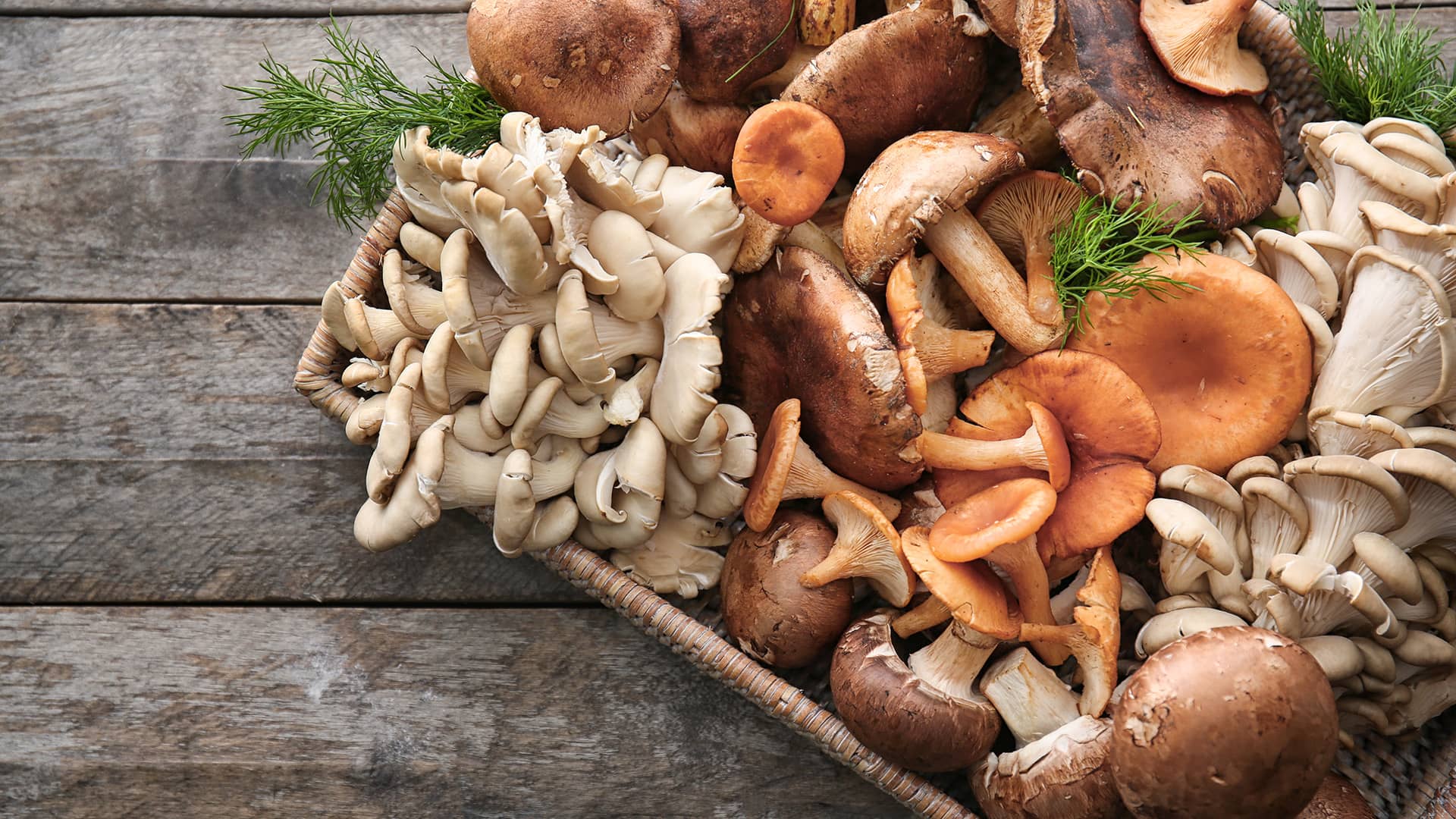 8 delicious and nutritious edible mushrooms found in Türkiye