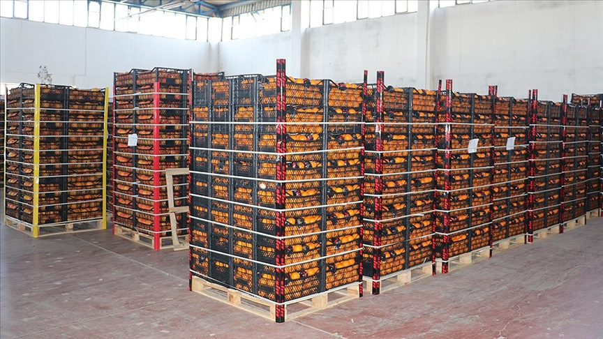 File photo shows crates of freshly harvested oranges stacked in a warehouse. (AA Photo)