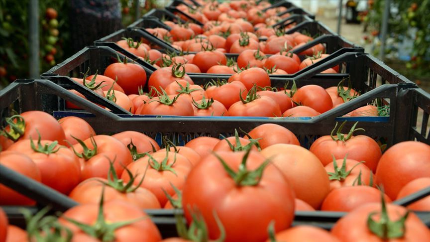 File photo shows freshly harvested tomatoes packed in crates, ready for distribution. (AA Photo)