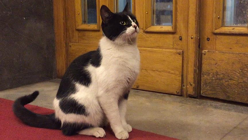 Parliamentary cats: Unofficial members of Türkiye's Grand National Assembly