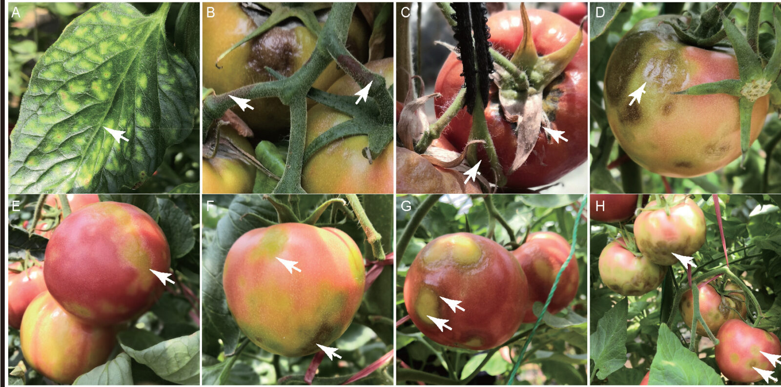 Symptoms of tomato infection by Tomato Mottle Mosaic Virus (ToMMV) in a farm in Weifang, Shandong, China. A) Mosaic and mottling on leaves. B) Necrosis on peduncles. C) Necrosis on calyxes. D) Brownish-green patches on ripe fruits. E) Yellow striations around ripe fruits. F) Yellowish-green patches. G) Blistering and necrotic rings on ripe fruits. H) Early and late necrotic patches on fruits. Arrows indicate typical symptoms. (Photo via Journal of Integrative Agriculture)