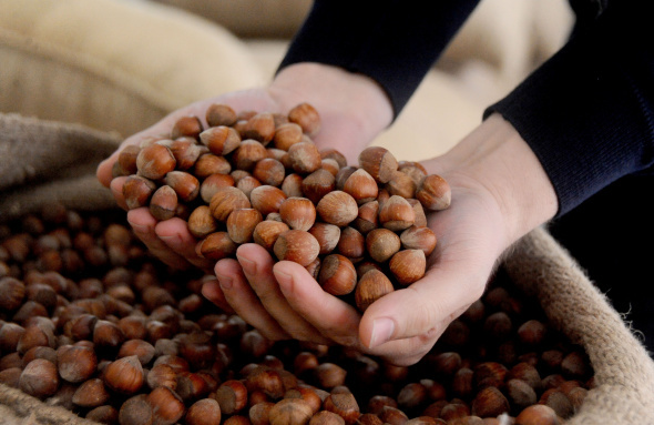 Turkish hazelnut exports soar last 5 months, surge in global demand