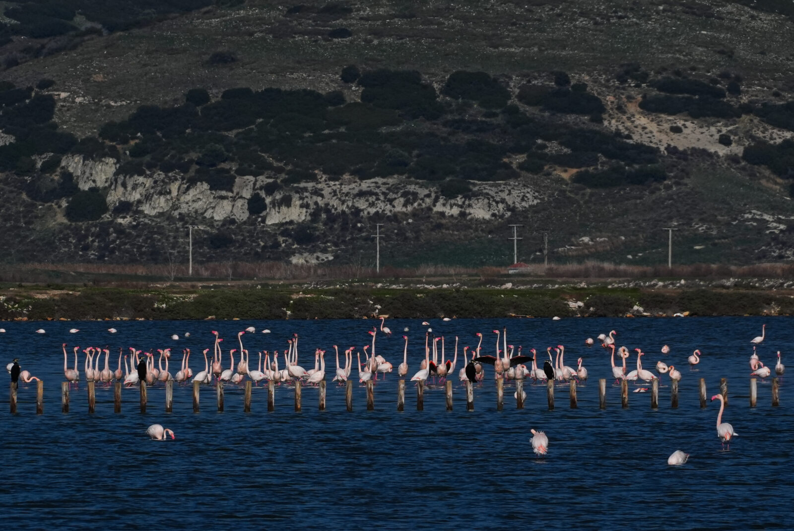 Flamingos feeding on the Gediz Delta, a protected wetland in Izmir, Türkiye, facing environmental threats. (AA Photo)