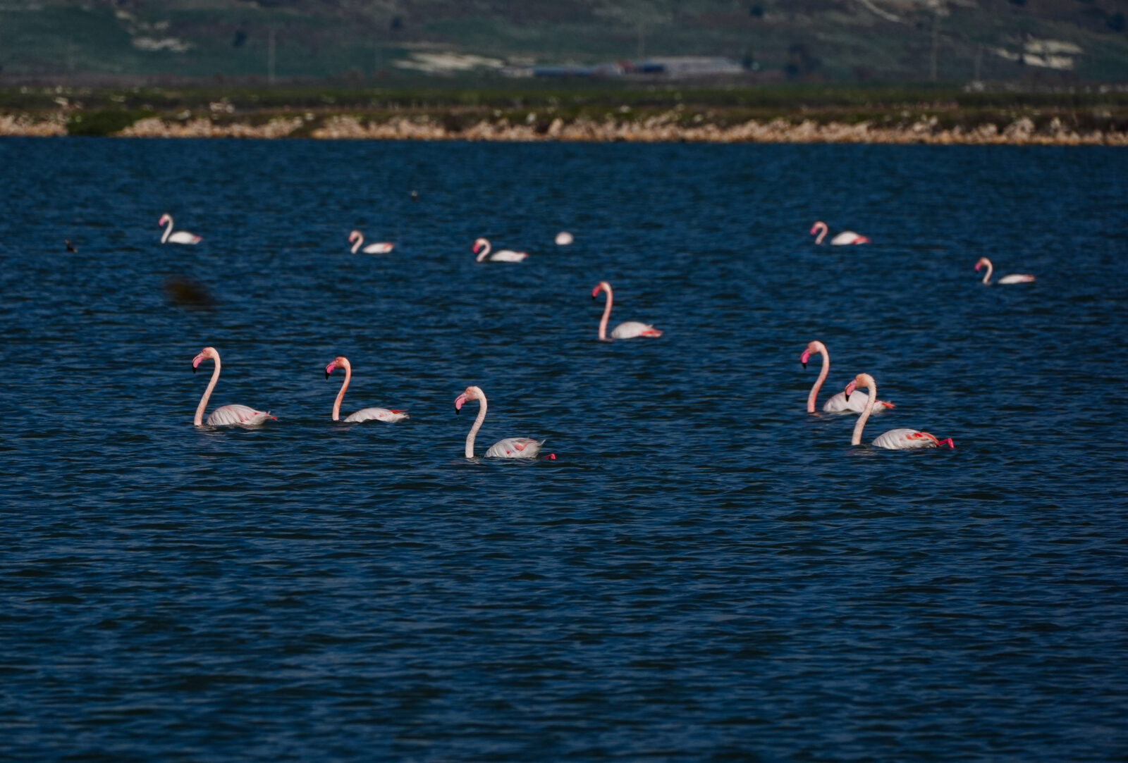 Flamingos feeding in the Gediz Delta, a protected wetland in Izmir, Türkiye, facing environmental threats. (AA Photo)