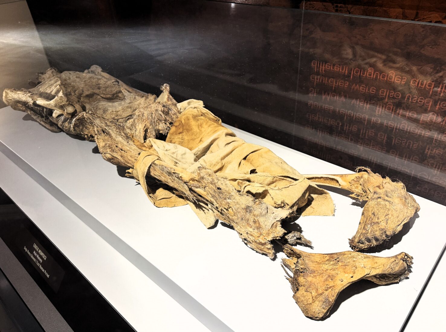 An adult mummy displayed from various excavations in Aksaray, Türkiye, February 1, 2025. (AA Photo)