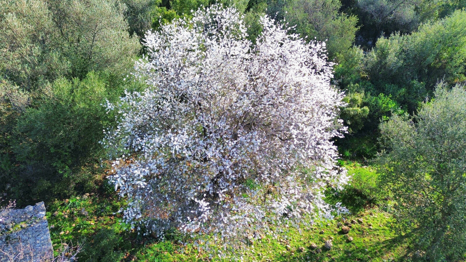 Cemre, a prominent belief in Turkish folklore, has arrived in Türkiye as unseasonably warm temperatures in Antalya's Kas district caused almond trees to bloom early, Türkiye, Feb. 5, 2025. (AA Photo)