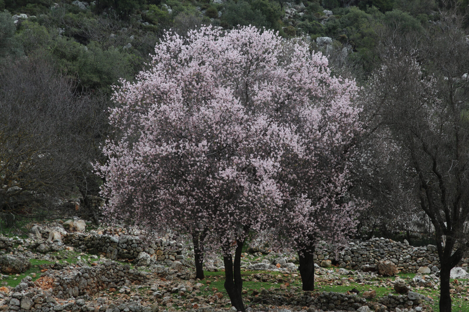 Cemre, a prominent belief in Turkish folklore, has arrived in Türkiye as unseasonably warm temperatures in Antalya's Kas district caused almond trees to bloom early, Türkiye, Feb. 5, 2025. (AA Photo)