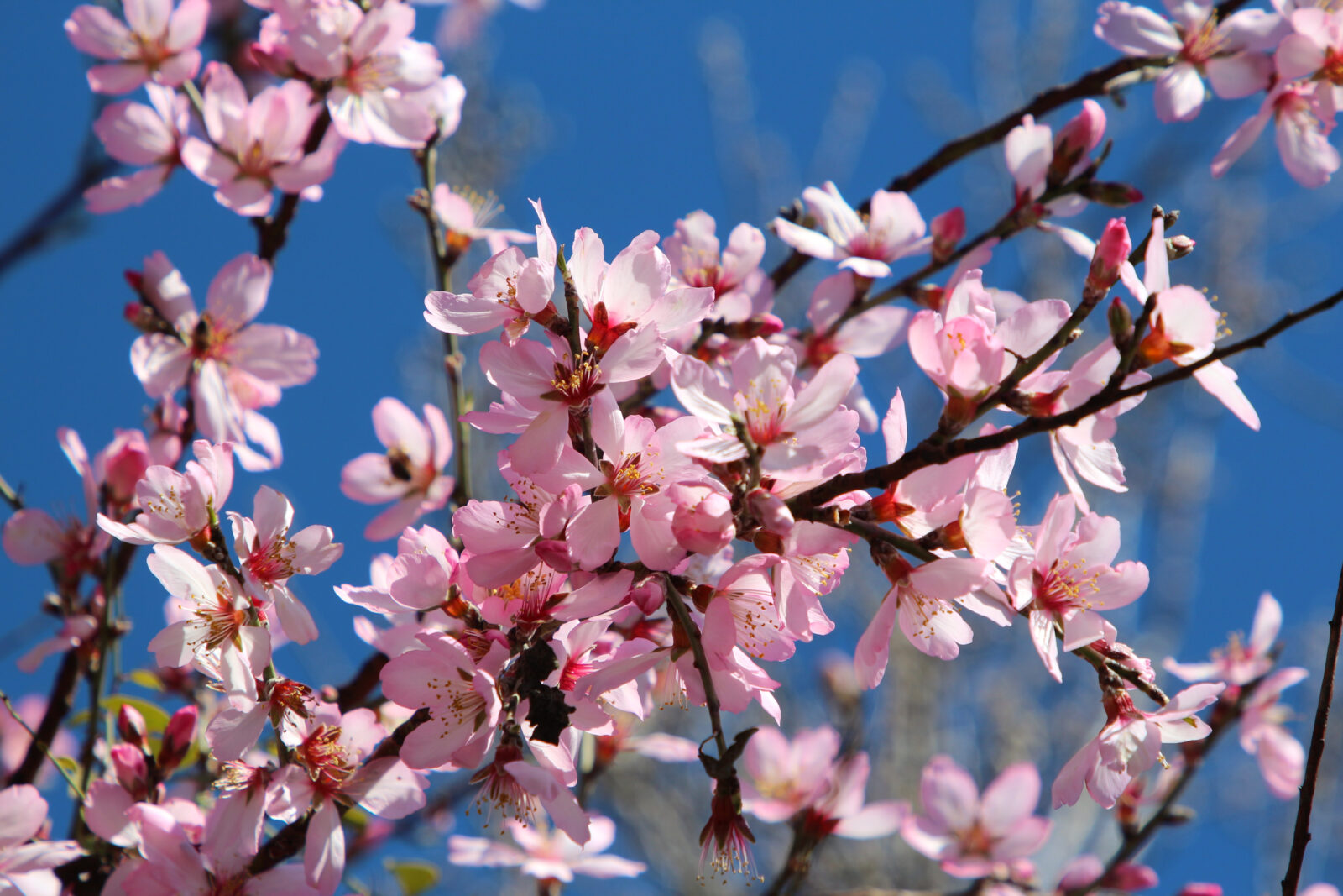 Cemre has arrived in Türkiye as unseasonably warm temperatures in Antalya's Kas district caused almond trees to bloom early, Türkiye, Feb. 5, 2025. (AA Photo)