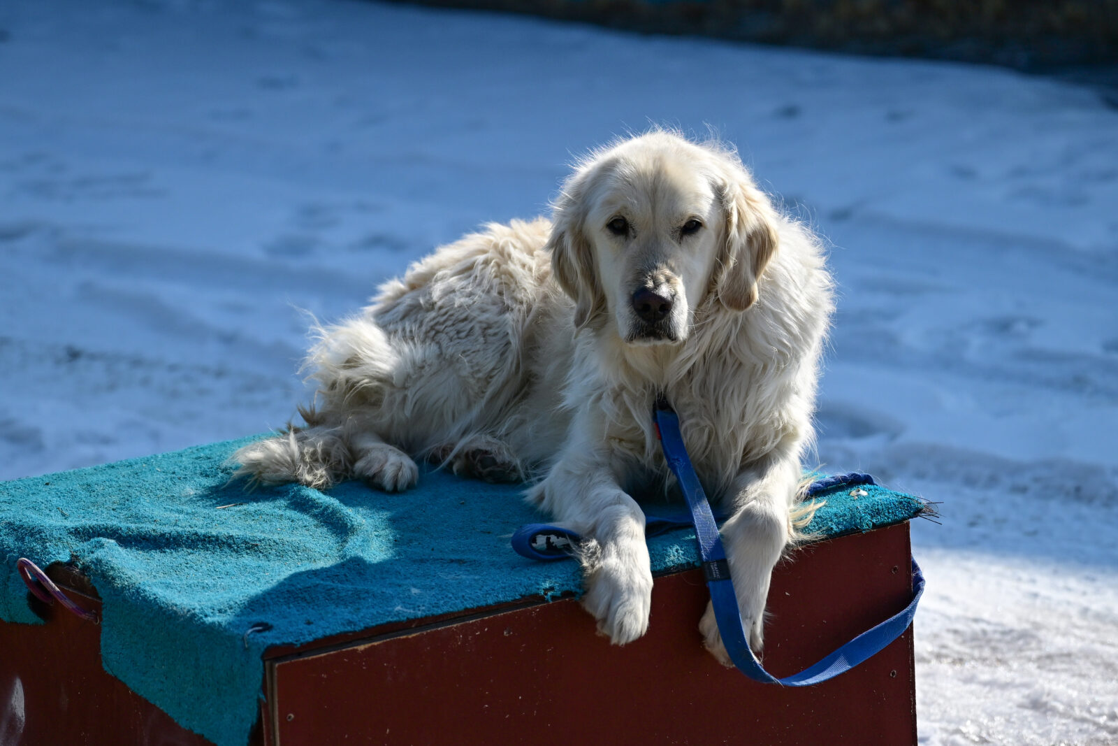 “Poyraz”, the search and rescue dog that assists the teams in disasters that occur in various cities in Türkiye.