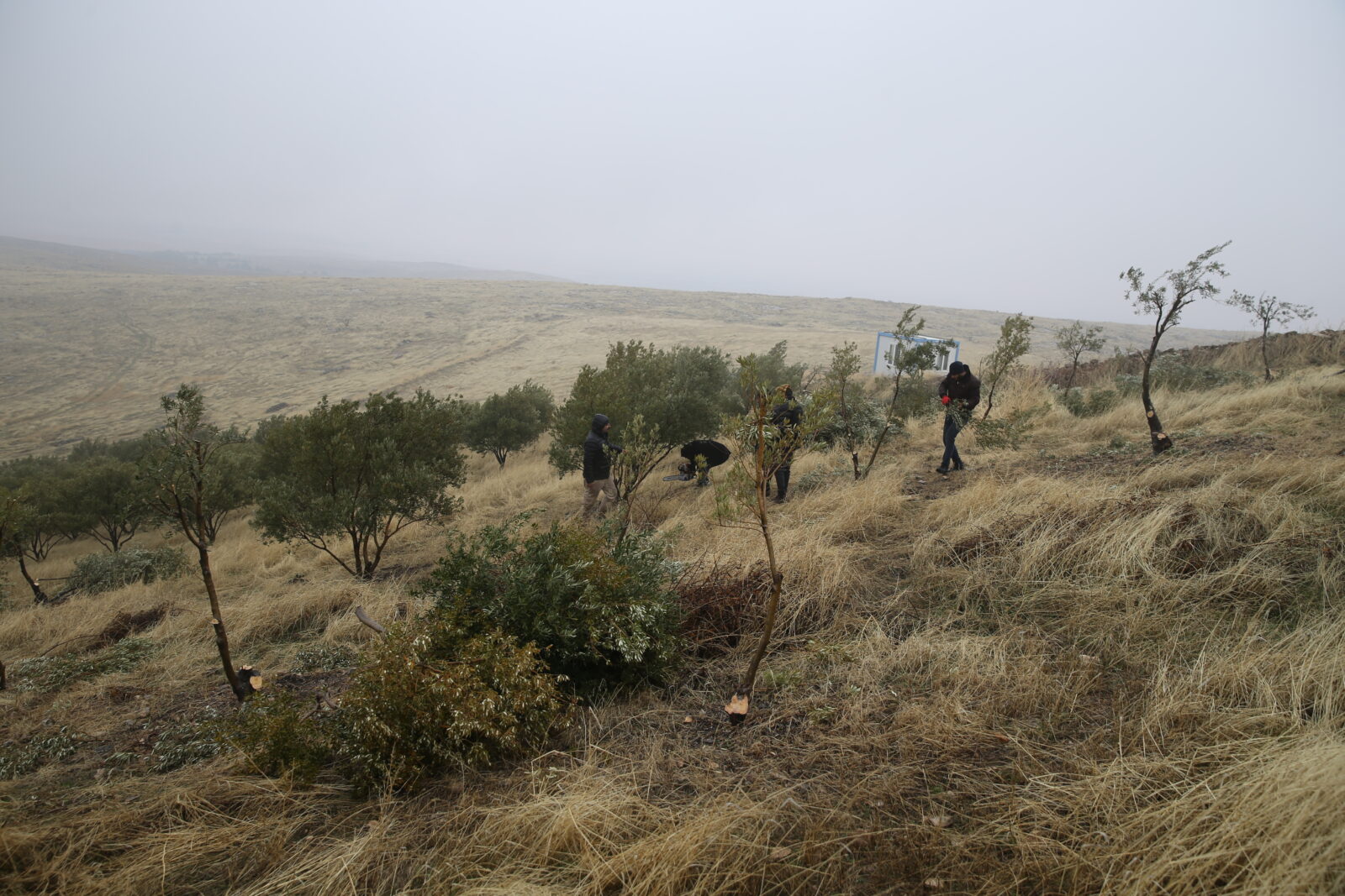 Olive trees at Gobeklitepe, a UNESCO World Heritage Site, are being relocated to prevent damage to historical artifacts at the archaeological site, Sanliurfa, Türkiye, Feb. 13, 2025. (AA Photo)