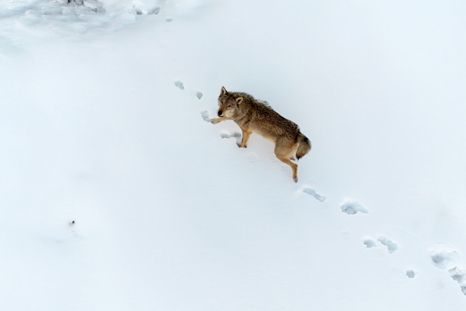 Wolves are captured by drone while searching for food in the snow-covered forests of Munzur Valley National Park in Tunceli, Türkiye, Feb. 15, 2025. (AA Photo)