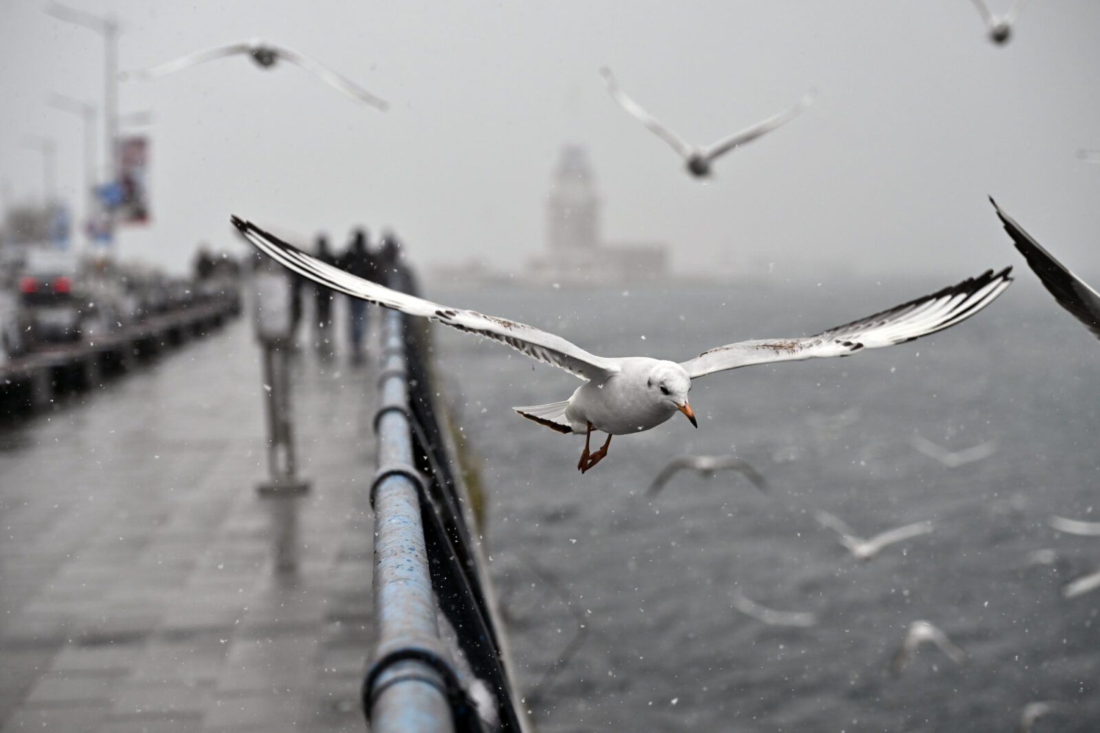 A seagull flies amidst the ongoing snowfall in Uskudar, Istanbul, as cold weather sweeps through the district, Istanbul, Türkiye. (AA Photo)