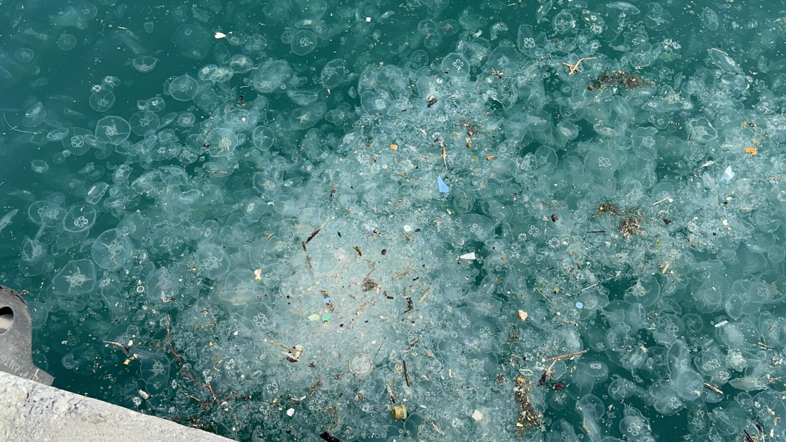 The surface of the water on the shores of Sariyer and Besiktas along the Bosphorus in Istanbul was covered with jellyfish, Türkiye. (AA Photo)