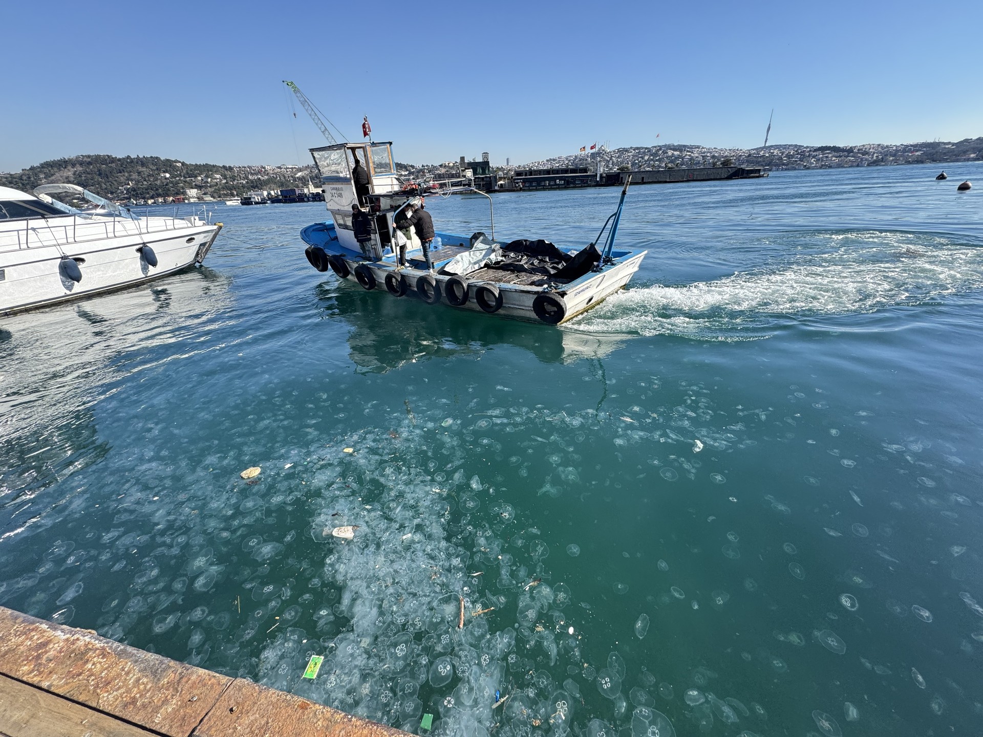 Jellyfish population surge in Marmara Sea highlights pollution, overfishing issues