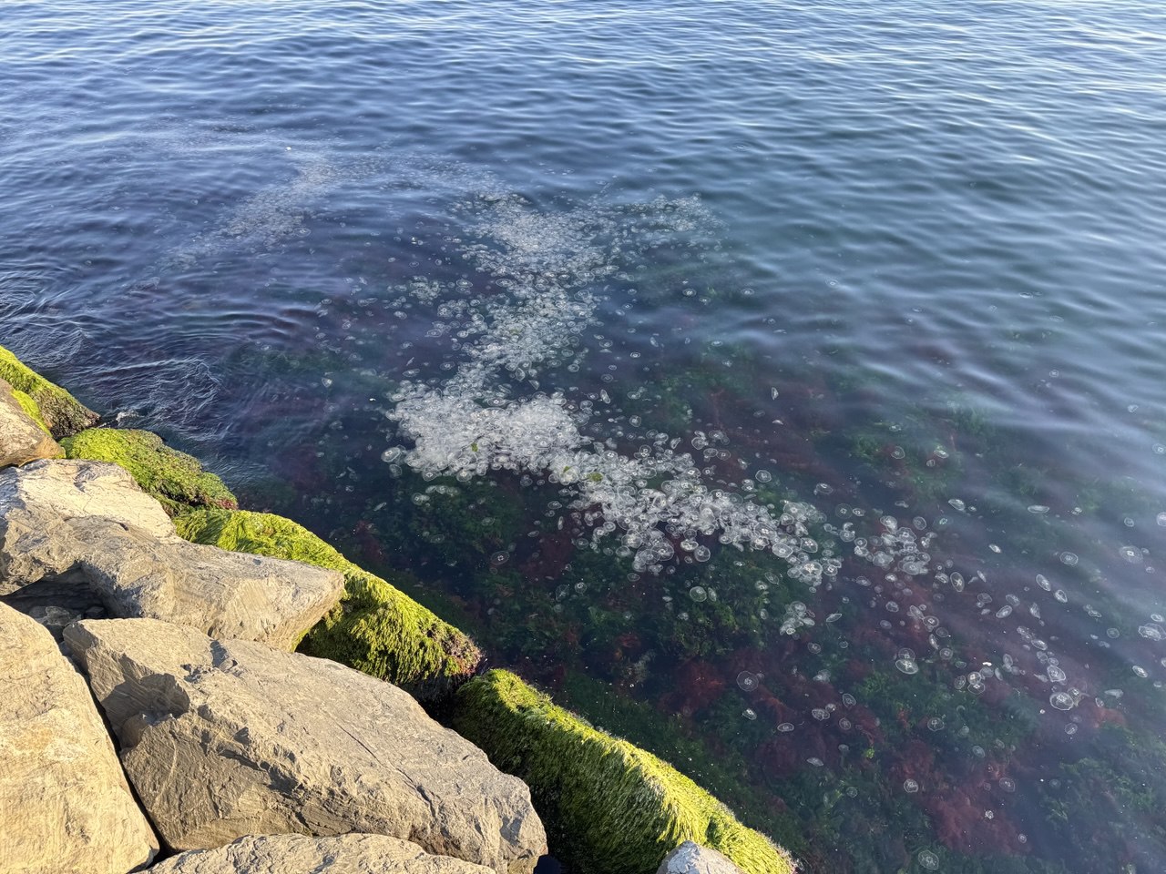 The surface of the water in the coastal areas of Fatih and Zeytinburnu districts of Istanbul was covered with jellyfish, Türkiye. (AA Photo)