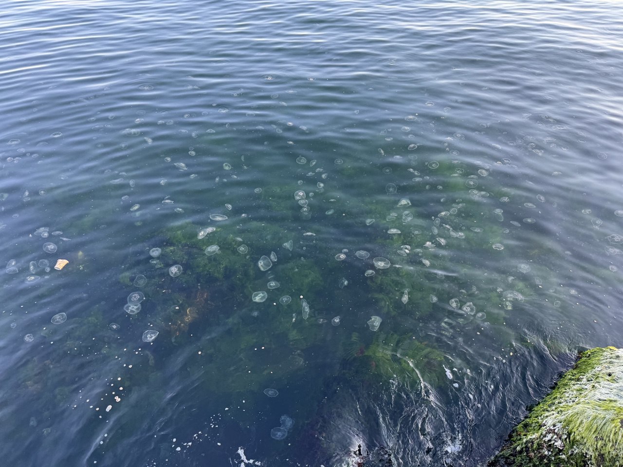 The surface of the water in the coastal areas of Fatih and Zeytinburnu districts of Istanbul was covered with jellyfish, Türkiye. (AA Photo)