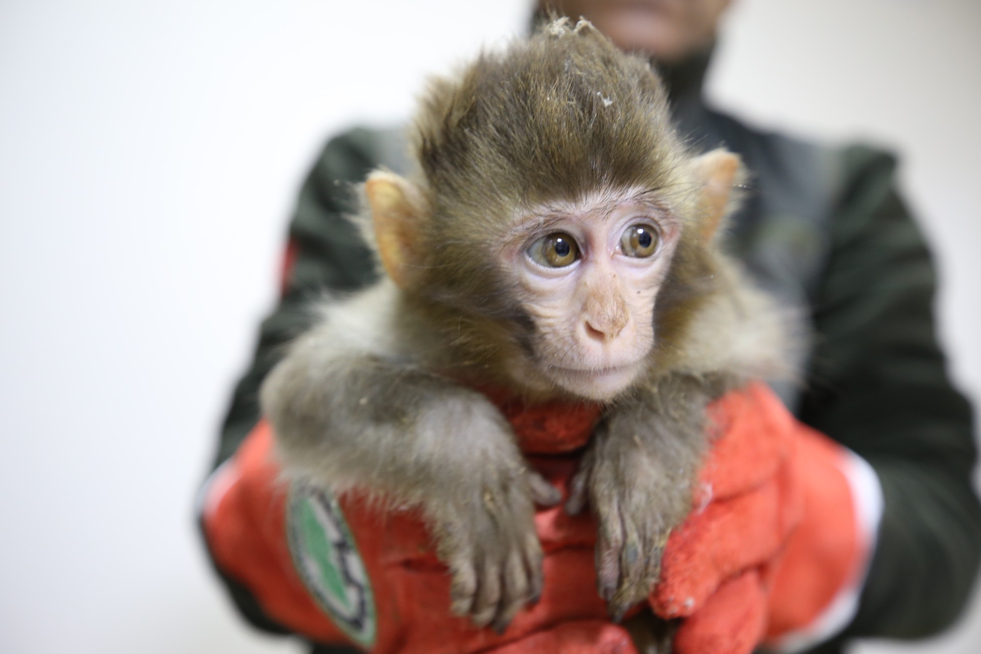 Baby monkeys rescued from smuggling attempt at Turkish border