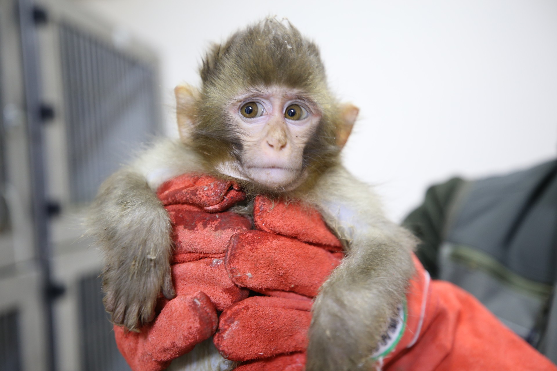 Inside Türkiye's booming wildlife smuggling crisis