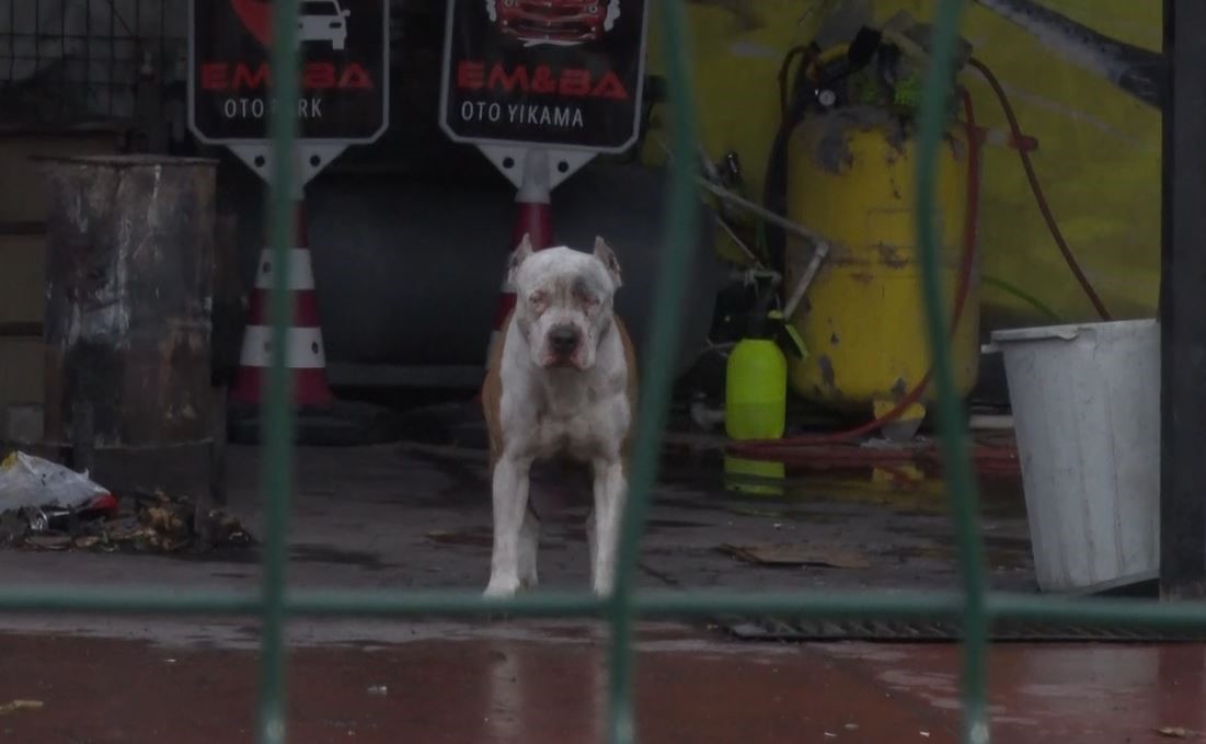 Pit bull attack in Istanbul: 2 dogs turn on their owner and friend