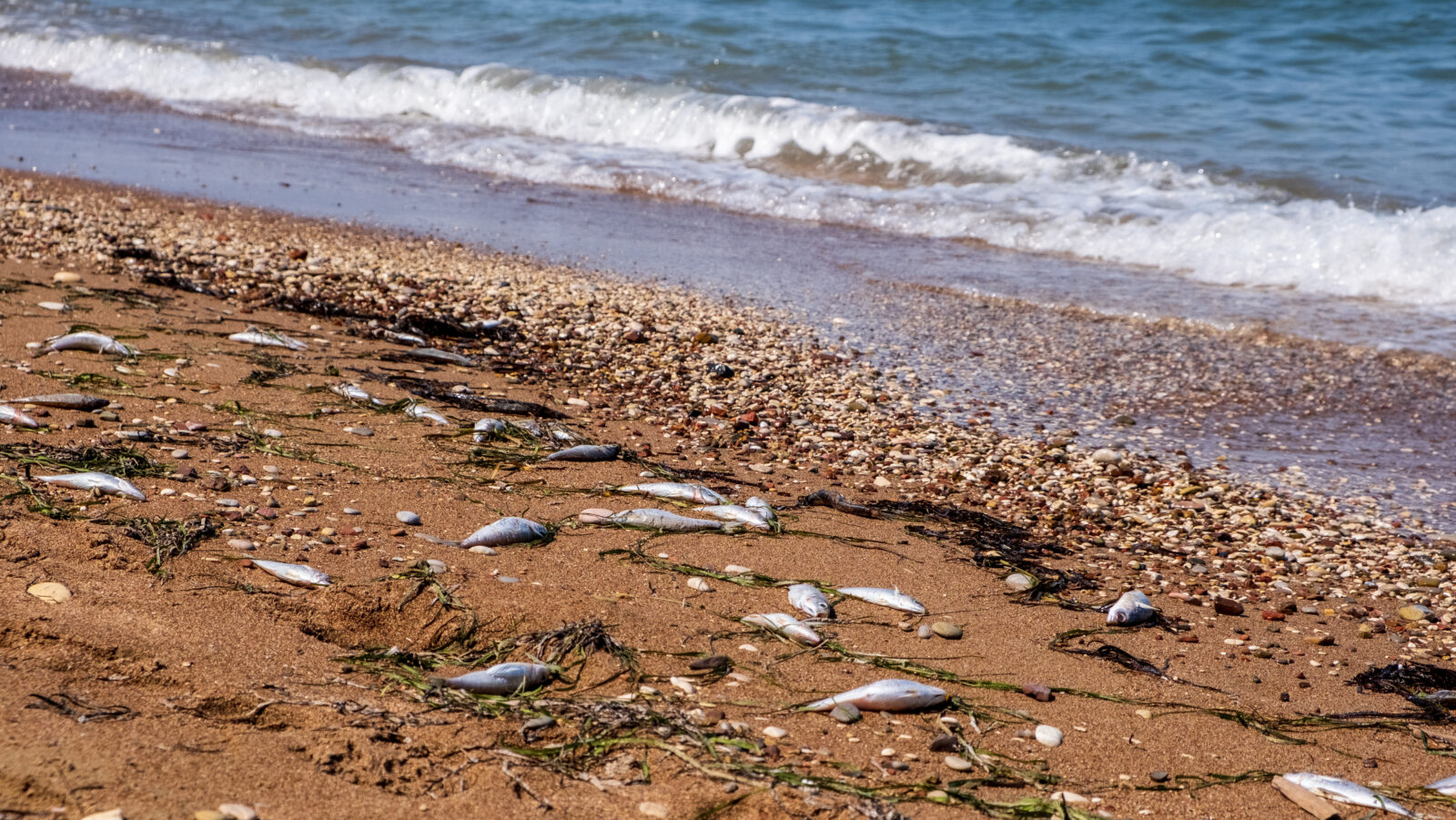 A lot of dead fish on the sand beach of the Aegean Sea, Greece. (Adobe Stock Photo)