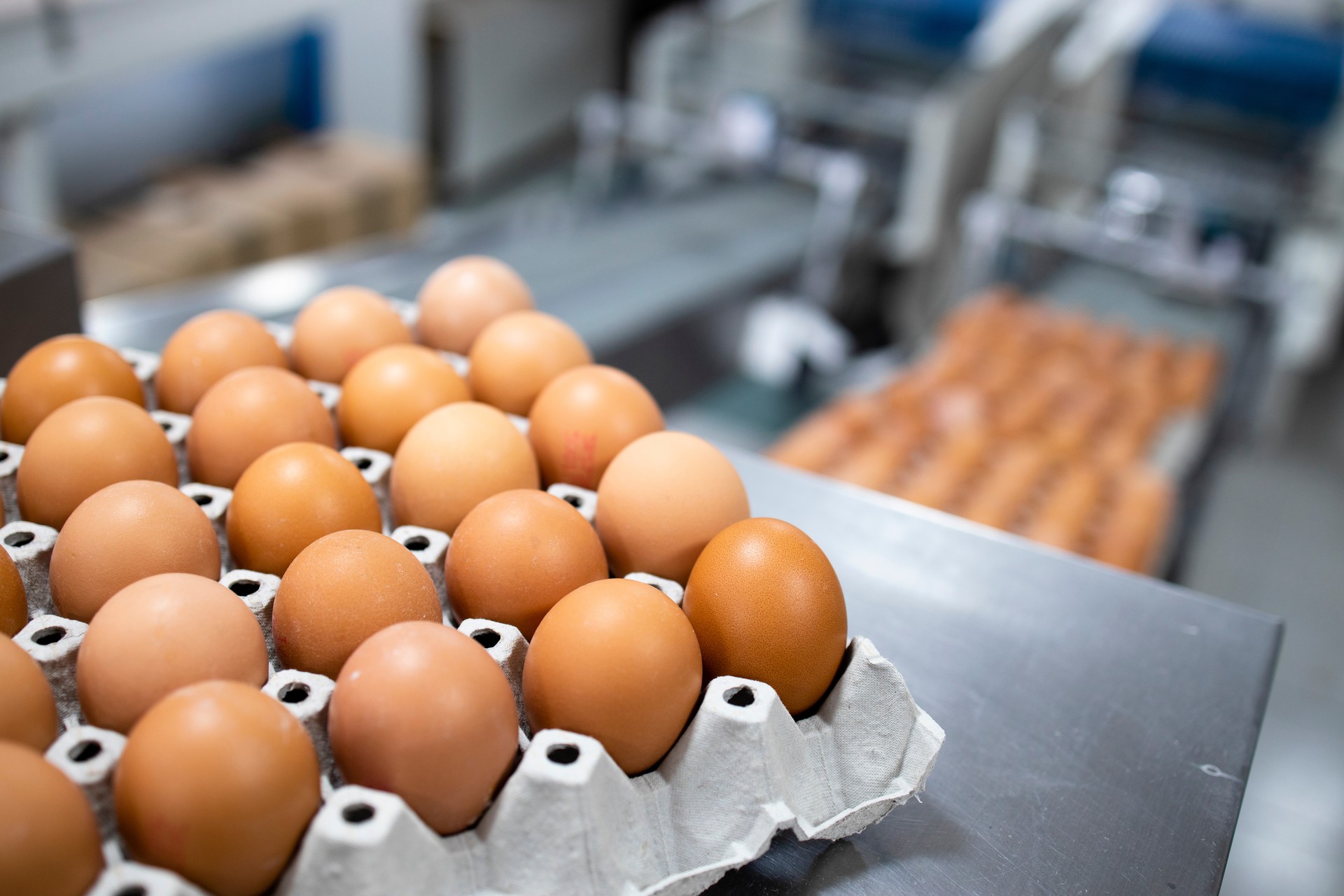 Turkish exports may solve US egg crisis if state restrictions are lifted: Sector head