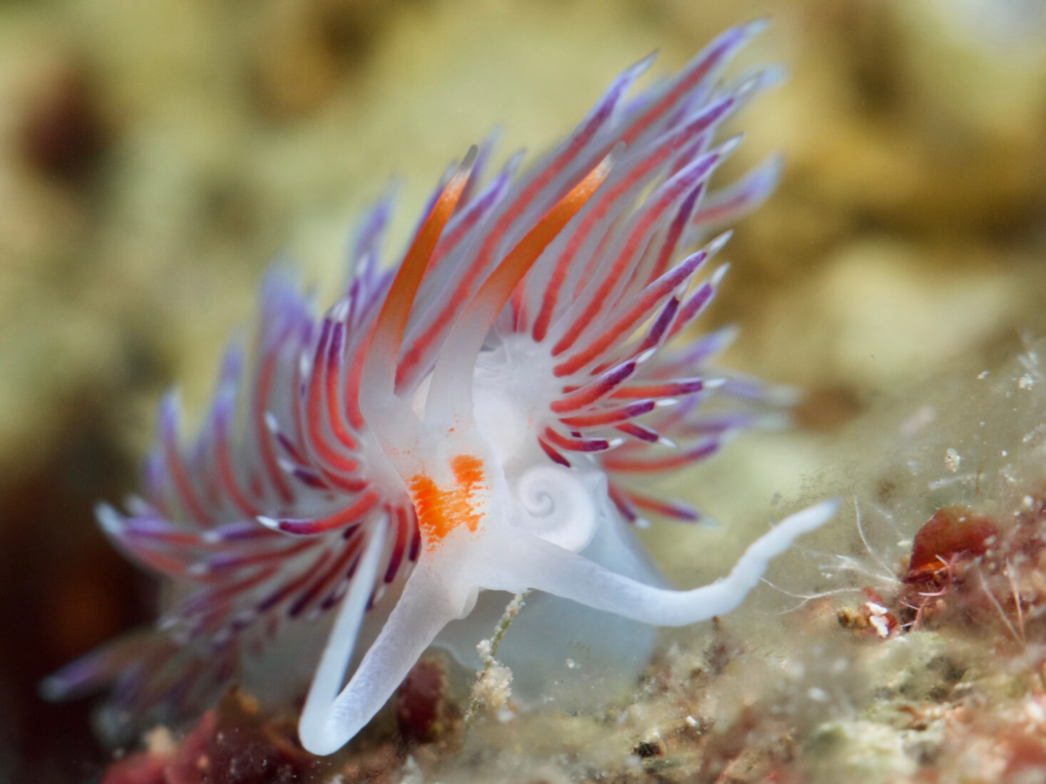 Pilgrim hervia - Cratena peregrina from Santorini, Greece. (Adobe Stock Photo)