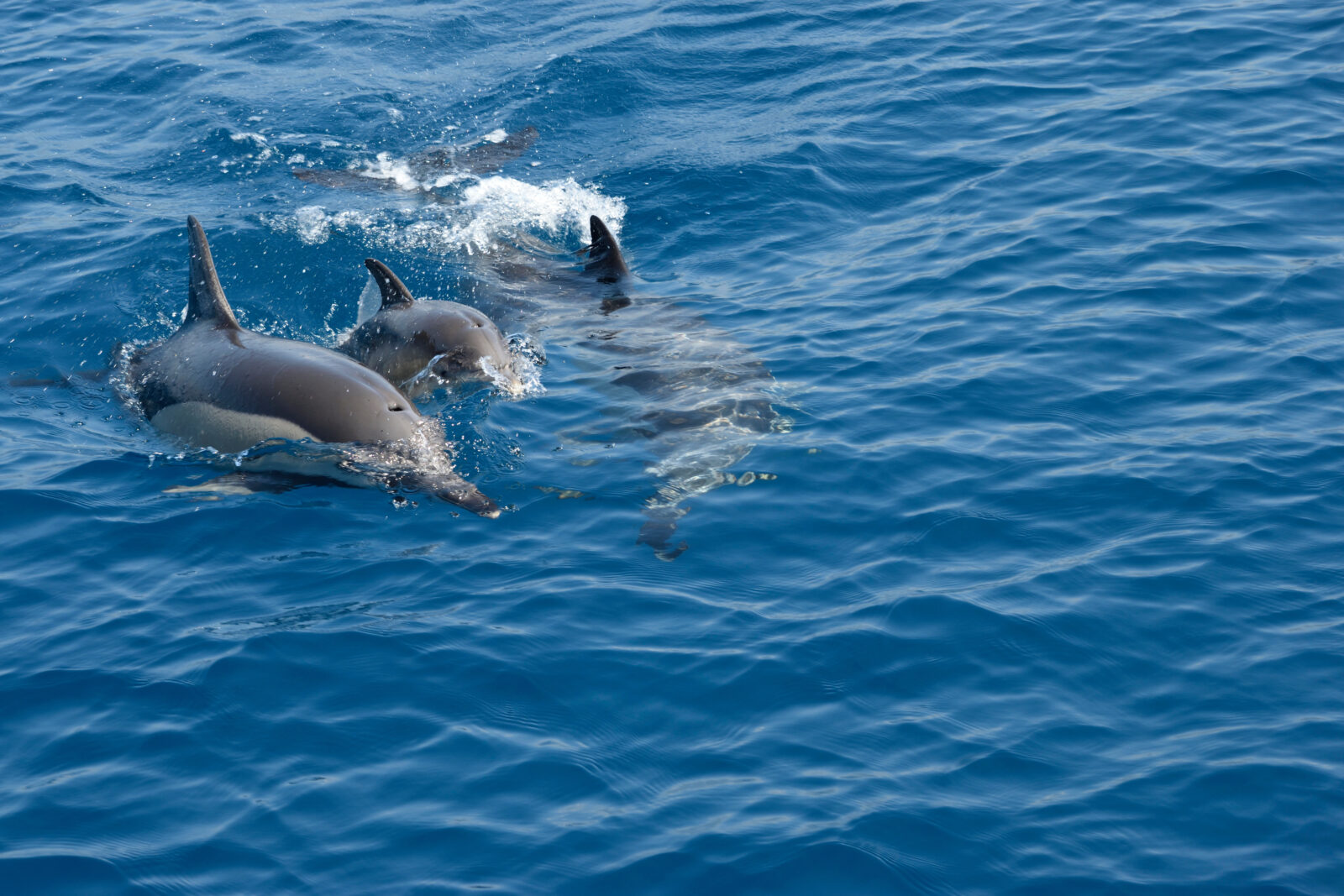 Baby common dolphin and mother surfacing to breathe in the Eastern Aegean Sea off of Samos, Greece. (Adobe Stock Photo)