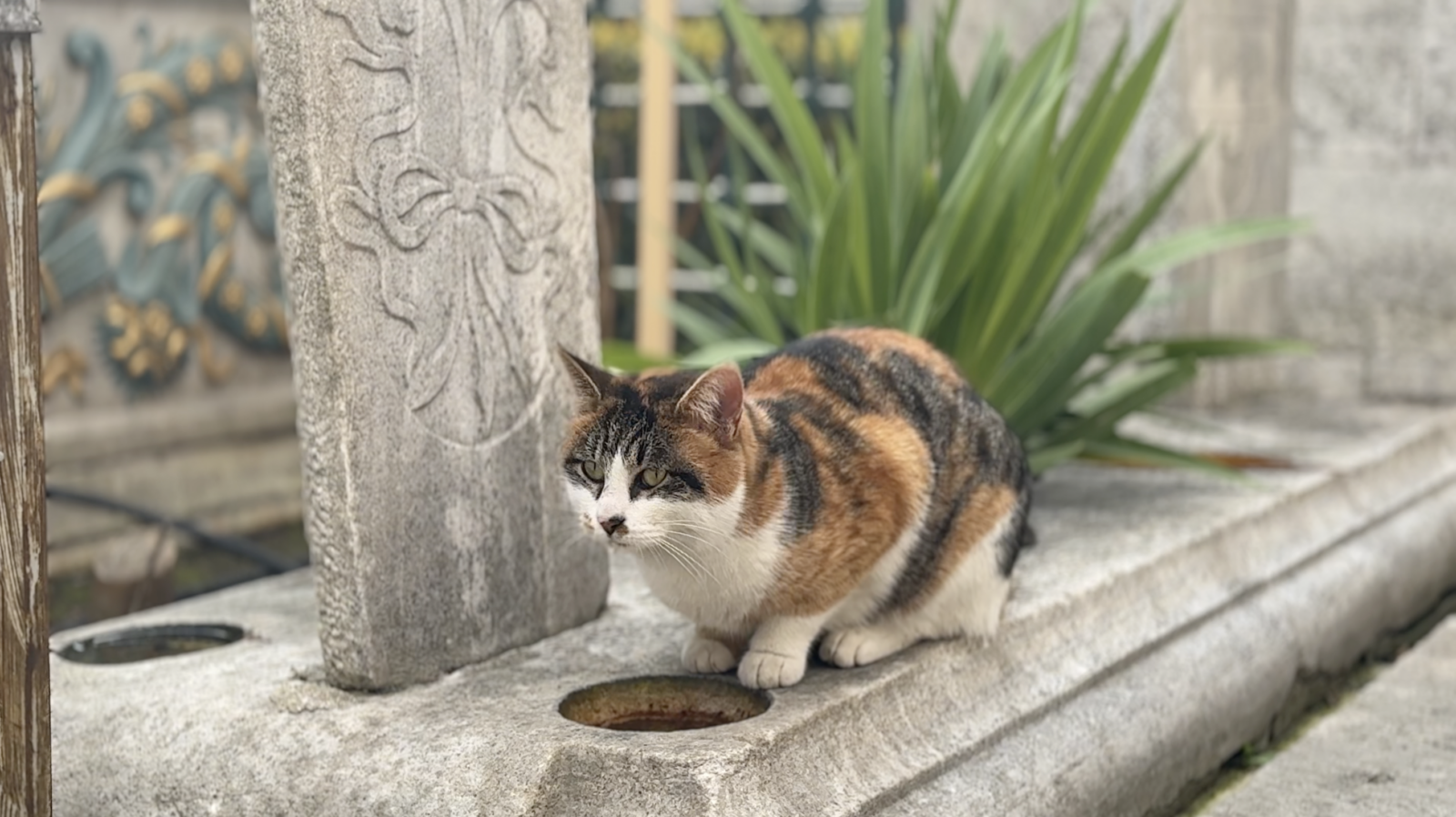 A cat drinks water from a basin carved into an Ottoman-era grave, Istanbul, Türkiye. (AA Photo)