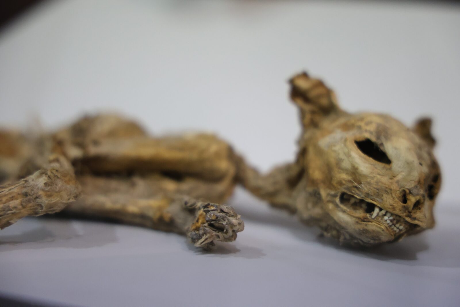 Cat mummy displayed from various excavations in Aksaray, Türkiye, December 1, 2023. (IHA Photo)