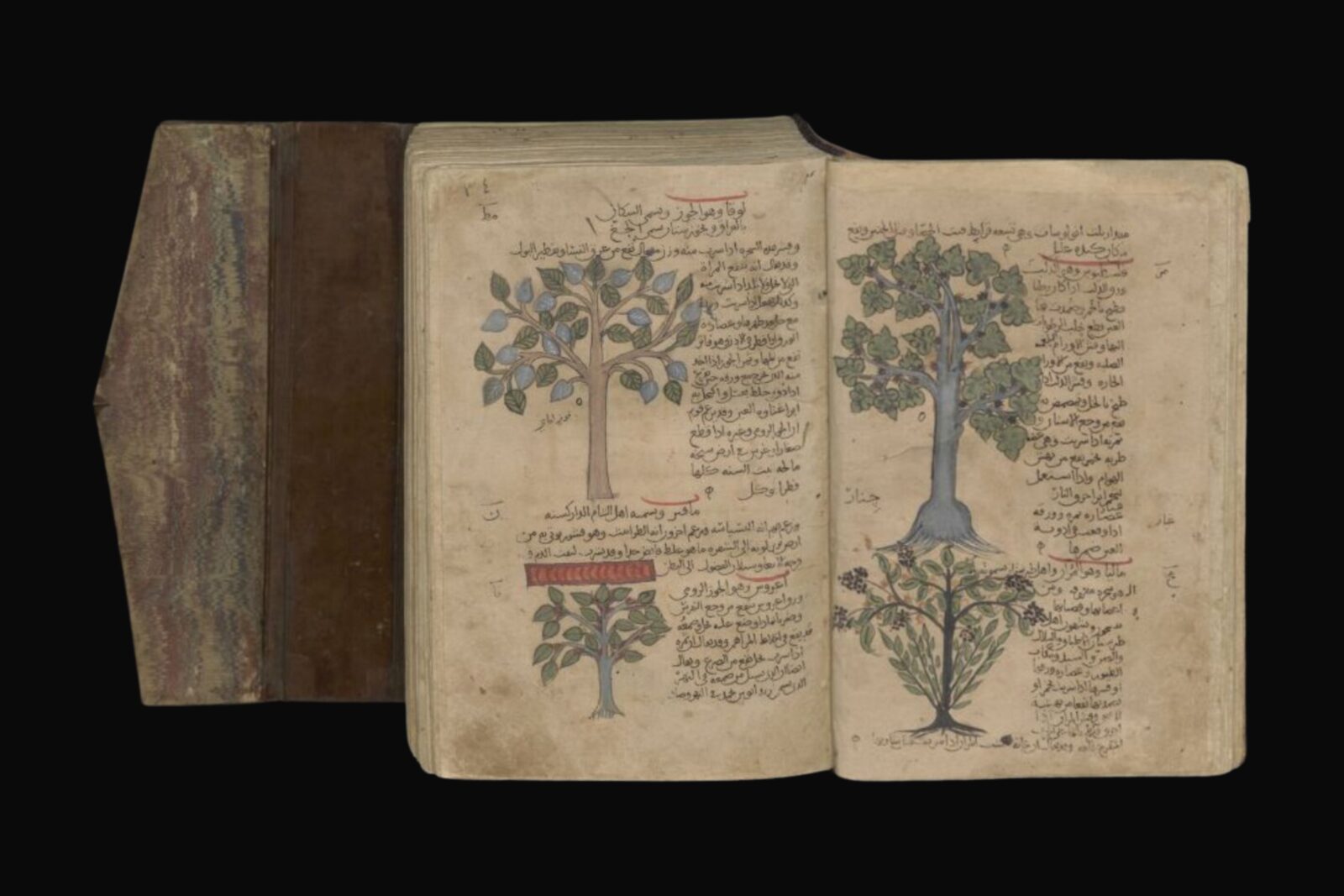 Illustration of a plane tree (Cinar) and manna ash from Kitab al-Hasha'ish or De Materia Medica by Dioscorides. (Image courtesy of Leiden University Libraries)