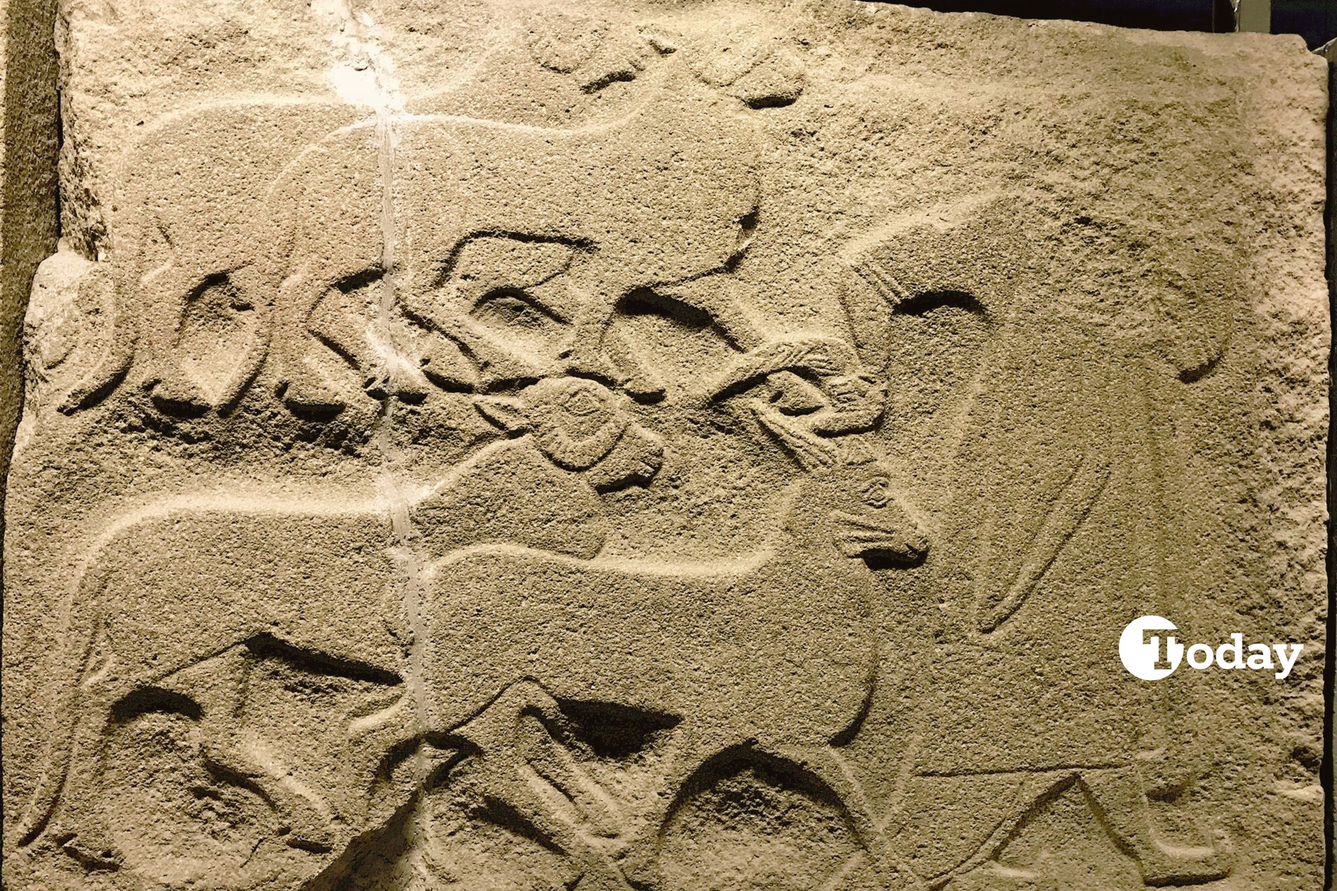 World’s first domesticated sheep originated in Türkiye, DNA study reveals