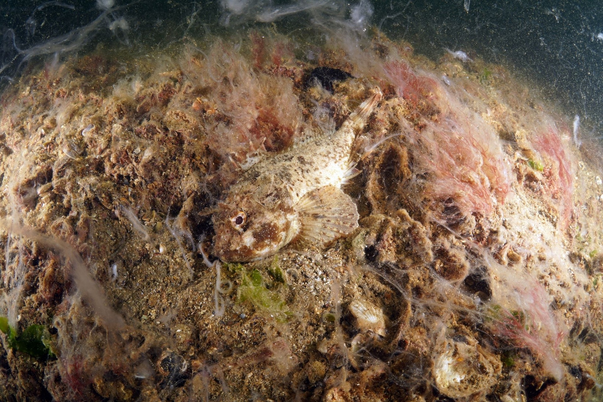 Underwater footage shows devastating toll of mucilage on Türkiye's marine ecosystem
